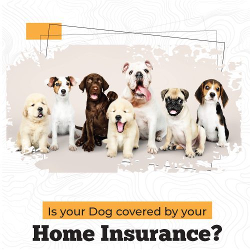 Is Your Dog Covered by Your Home Insurance?