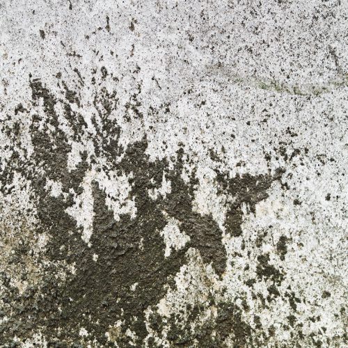 Pest and Mold Safety in Your Home