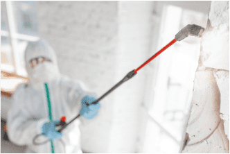 Pest and Mold Security Tips for Homeowners